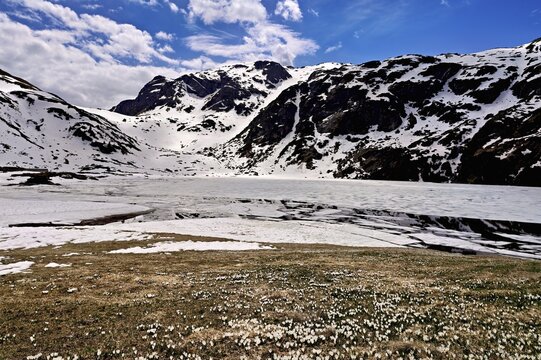 Ice floes drift in the half-frozen upper Murgsee, in the foreground, white flowering spring crocuses (Crocus vernus), Murg Valley, Canton of St. Gallen, Switzerland