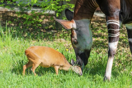 Best friends. An okapi (Okapia johnstoni) licks a Red Forest Duiker (Cephalophus natalensis) on a green meadow on a sunny day