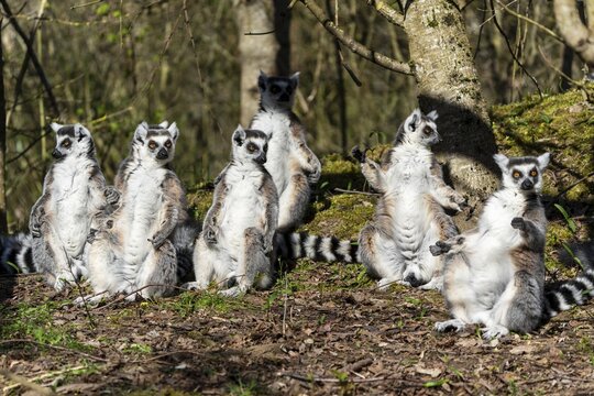 Ring-tailed lemur (Lemur catta), sunbathing, France