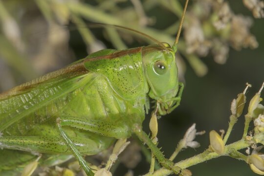 Great green bush cricket (Tettigonia viridissima) on a plant, detailed photograph of its structures, Baden-W&uuml;rttemberg, Germany