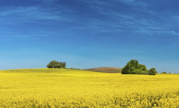Hilly landscape with blooming rape field and field copses under blue sky, Uckermark, Brandenburg, Germany