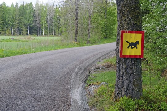 Cat warning sign on a tree next to a rural road, cycling route, Banevallsleden, Smaland, Sweden