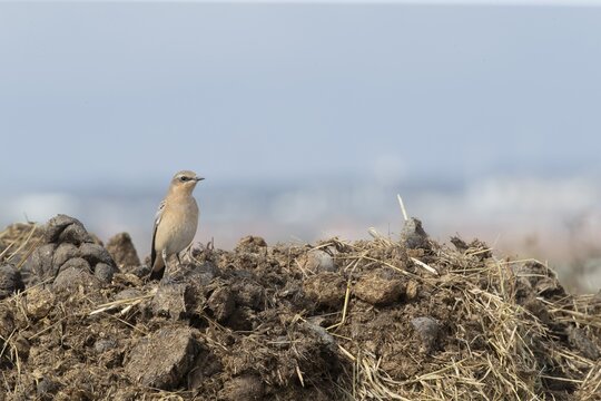 Northern wheatear (Oenanthe oenanthe) adult female bird on a farmland muck heap, England, United Kingdom
