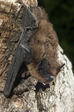 Nathusius pipistrelle, Pipistrellus nathusii, roughskin bat, bats, chiroptera, bats, high size, portrait format, mammals, mammals