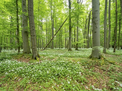 Ramson (Allium ursinum) in a semi-natural beech forest in spring, Hainich National Park, Bad Langensalza, Thuringia, Germany