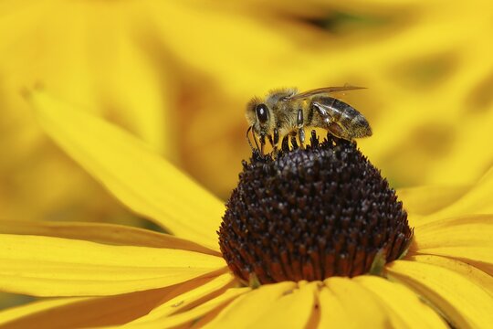 European honey bee (Apis mellifera), collecting nectar from a yellow coneflower (Echinacea paradoxa), Wilnsdorf, North Rhine-Westphalia, Germany