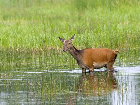 Red deer (Cervus elaphus) cow, Upper Lusatia, Saxony
