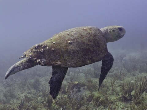 Loggerhead sea turtle (Caretta caretta) swimming in calm, clear water, surface covered with algae and barnacles. Dive site Breakers, Palm Beach, Florida, USA
