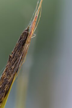 Araneae, Eucta K&auml;stneri, arachnids, stretcher spider, tetragnatha reimoseri, angle-tailed stretcher spider, high size, portrait, spider, spiders