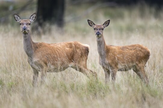 Two calves of the red deer ( Cervus elaphus) Klamptenborg, Copenhagen, Denmark