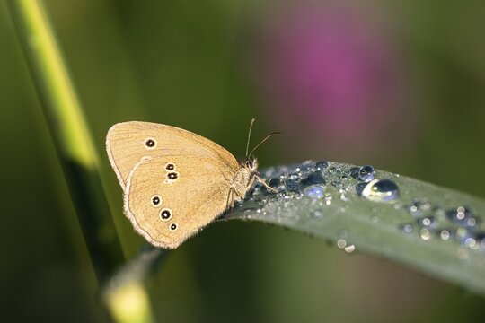 Ringlet Butterfly (Aphantopus hyperantus) on a reed with dew, Upper Bavaria, Germany, Europe