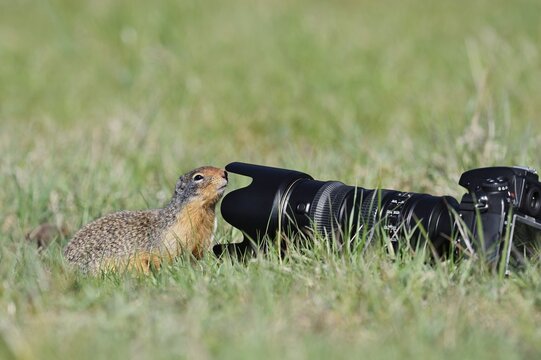 Columbia ground squirrel (Urocitellus columbianus, Spermophilus columbianus) curiously examining a camera lying in a meadow, Jasper National Park, Alberta, Canada