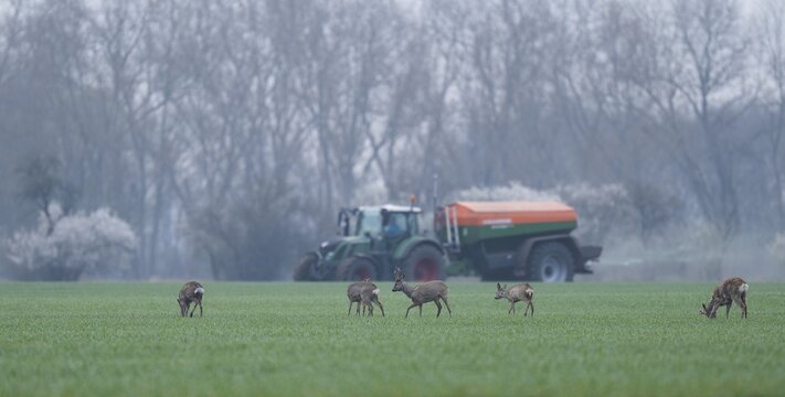 European roe deers (Capreolus capreolus) with winter fur standing in a grain field, tractor with fertiliser spreader behind, Thuringia, Germany