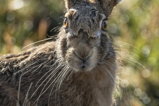 European hare (Lepus europaeus), Hare, Portrait, Oldenburger M&uuml;nsterland, Vechta, Lower Saxony, Germany