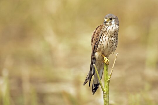 Common Kestrel (Falco tinnunculus), male, Saxony-Anhalt, Germany