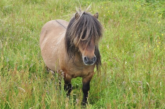 A Shetland pony (Equus ferus caballus) with a thick mane stands in a green meadow surrounded by grass, Shetland, the Shetland Islands, Scotland, Great Britain