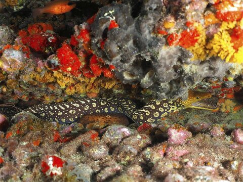 A patterned fangtooth moray (Enchelycore anatina) in a colourful reef. Dive site Pasito Blanco Reef, Arguineguin, Gran Canaria, Spain, Atlantic Ocean