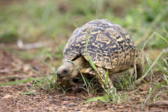 Panther tortoise (Testudo pardalis), adult, running, foraging, Pilanesberg National Park, North West Province, South Africa
