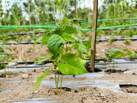 Young long bean plants grow in rows