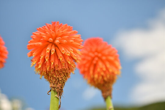 青空とトリトマの花