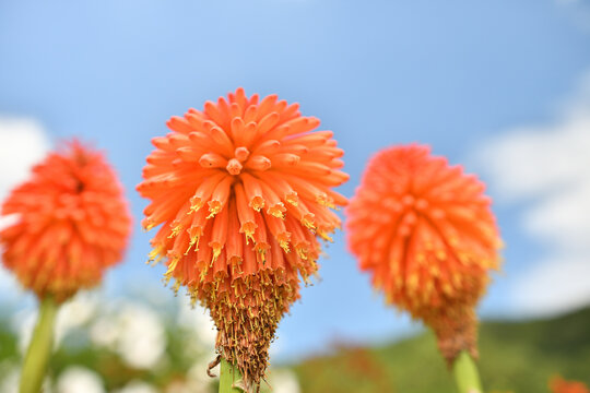 青空とトリトマの花