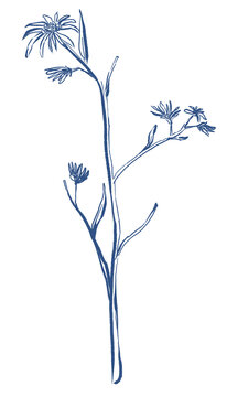 Vintage Blue Aster Flower Hand Drawn Illustration