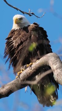 american bald eagle