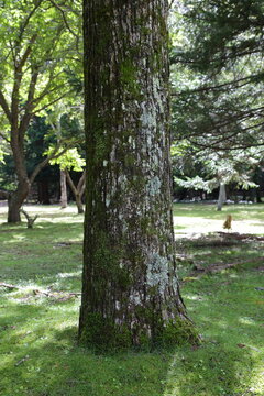 Japanese elm tree (Ulmus davidiana var. japonica) growing in a green park in Hokkaido, Japan, with a moss-covered trunk and sunlit grass in the background.