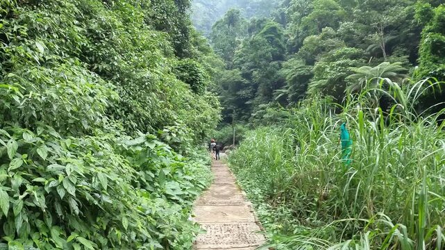 Footage of tourist while walking through lush foliage forest to visit Madakaripura waterfall in East Java, Indonesia.