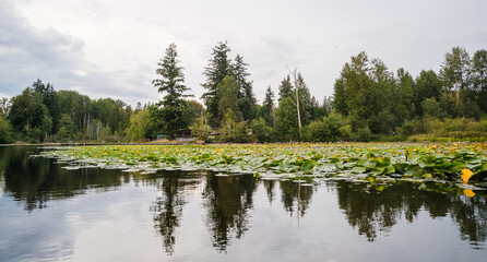 Obraz premium A close-up view of green lily pads floating on a calm lake, with trees reflecting in the background