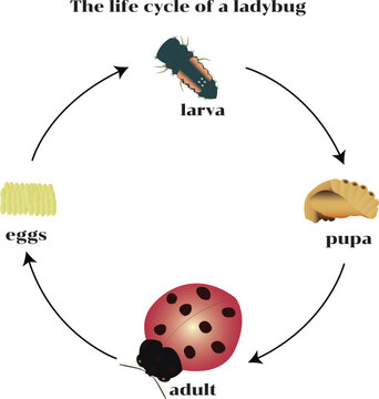 Ladybug life cycle vector infographic illustrating the transformation from eggs to larvae, pupae, and adult ladybugs. 