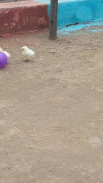 A hens baby play with balon