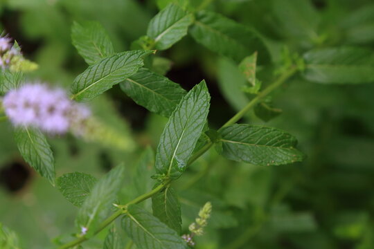 Horse Mint Leaves in Hokkaido, Japan