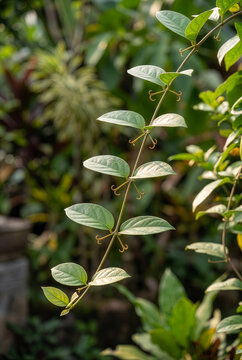Gambir Vine of Traditional Indonesian Medicinal Plant 