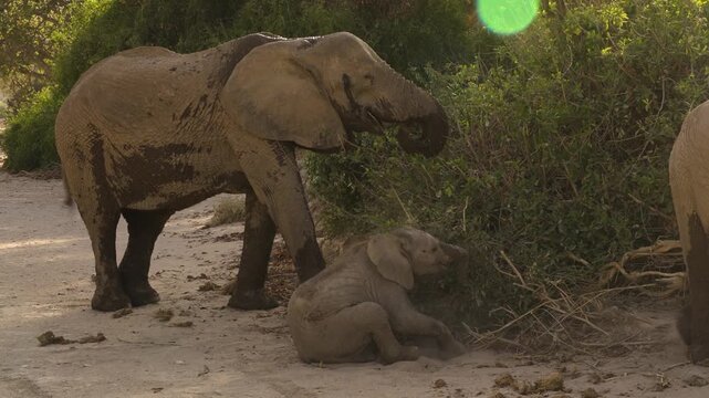 Baby elephant struggles to stand up in mud near adult elephants in African savanna.