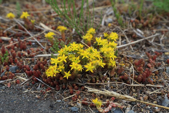 Goldmoss Stonecrop with Yellow Flowers in Hokkaido, Japan