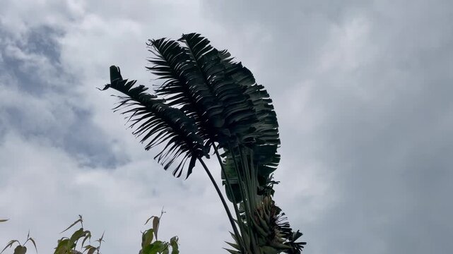  Low Angle View of Traveler's Palm Fronds Against Overcast Cloudy Sky
