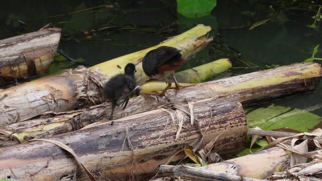 White breasted water hen with chick in wetland habitat