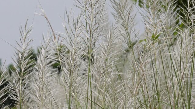 Feathery white kans grass plumes swaying in the natural landscape