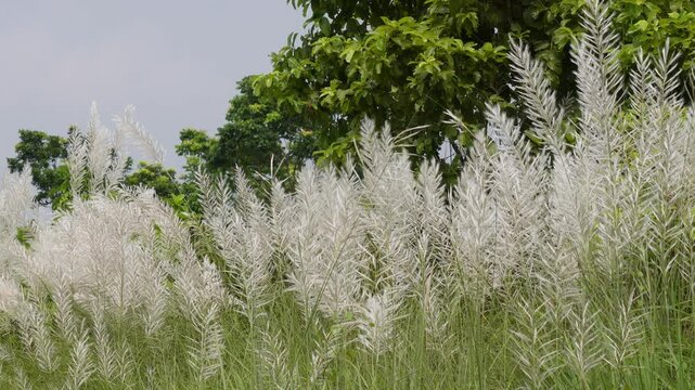White kans grass feathery plumes swaying