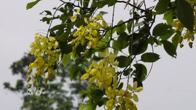 Bright yellow golden shower tree blossoms in full bloom