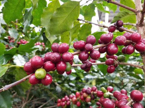 Ripe red Arabica Catimor coffee cherries growing on tree branches in an orchard farm, Vietnam