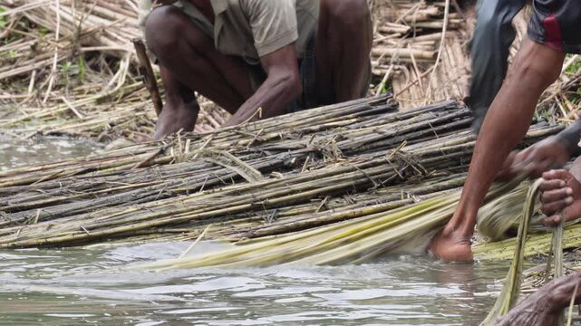 Farmer extracting golden jute fiber from retted stalks