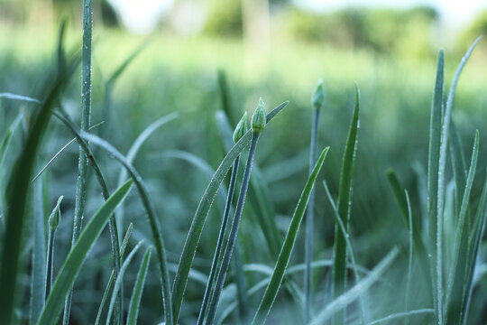 Close-up of green spring onion leaves and flower buds growing in a garden, Vietnam