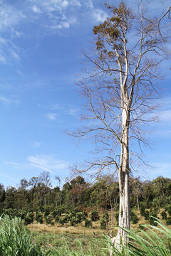 Tall dry crepe myrtle tree with bare branches against a blue sky, Vietnam