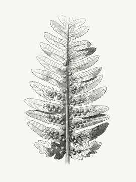Fern leaf illustration showing detailed sporangia arrangement along the underside veins in an antique botanical engraving style.
