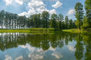 Fototapeta premium Summer Scenery of East Lake Scenic Area, Wuhan