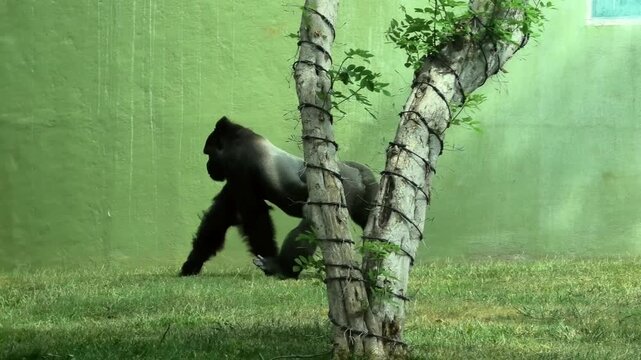 A gorilla walking across the lawn at the zoo