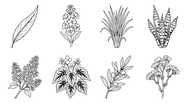Vintage botanical line art collection, 8 hand drawn floral vector icons, black and white garden plant sketches for wedding invitations