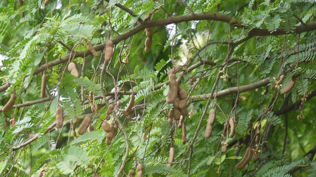 Tamarind pods hanging from tree